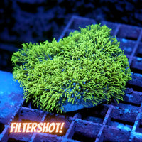Bright green Briareum coral with soft, flowing polyps on a grid surface for beginner marine aquariums