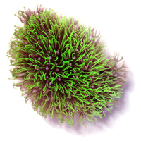 Close-up of a vibrant Briareum sp. green coral with soft, flowing tentacles for beginner saltwater aquariums.