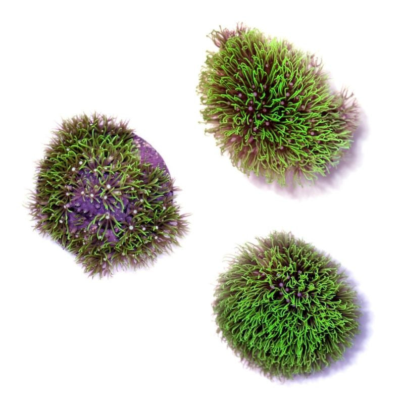 Three vibrant green Briareum coral polyps on a white background for marine aquarium beginners