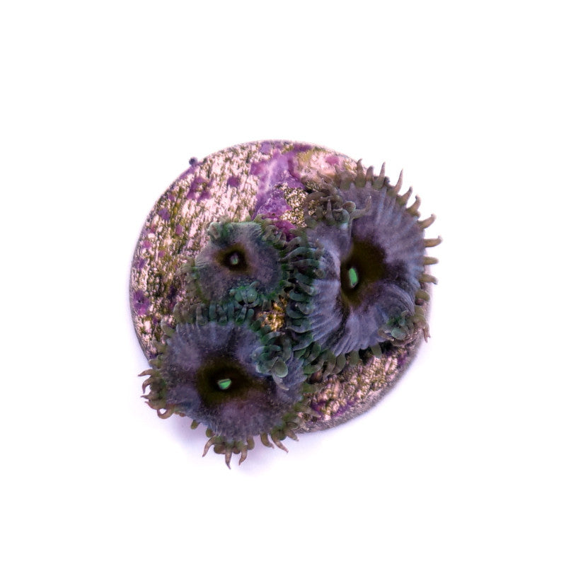 Palythoa sp. 'Captain America'