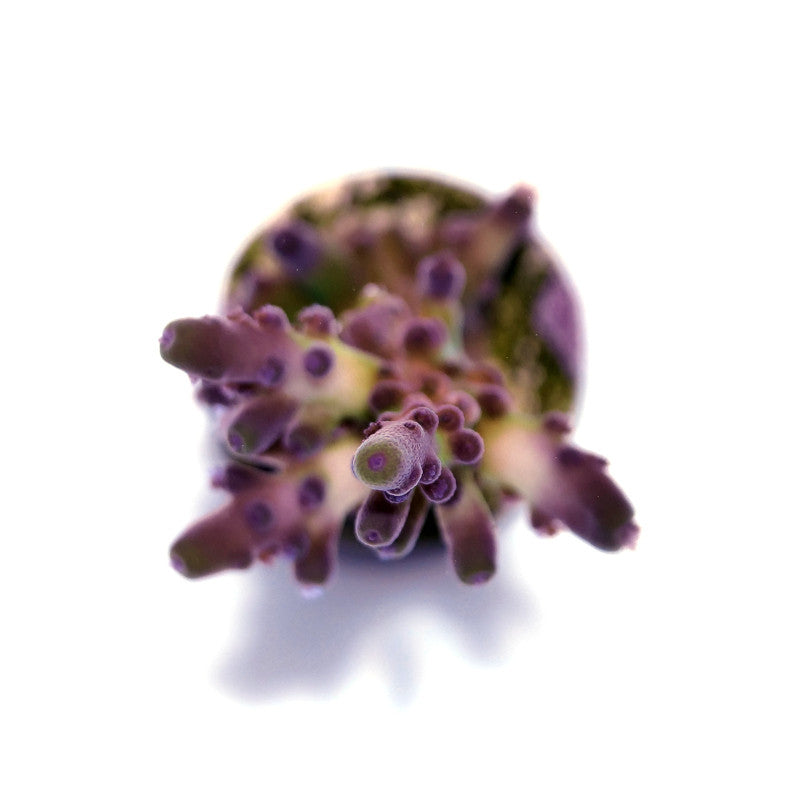 Acropora tortuosa 'Electric Miyagi'