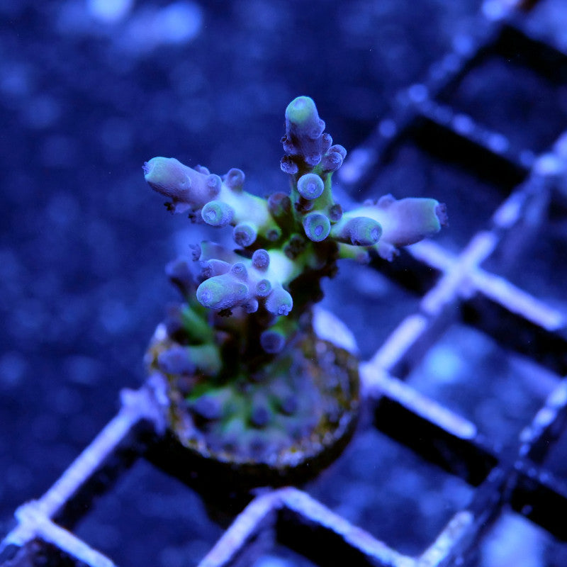 Acropora tortuosa 'Electric Miyagi'