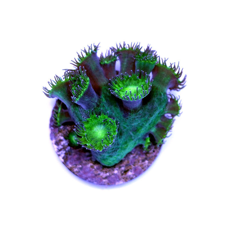 Turbinaria sp. 'Radioactive'