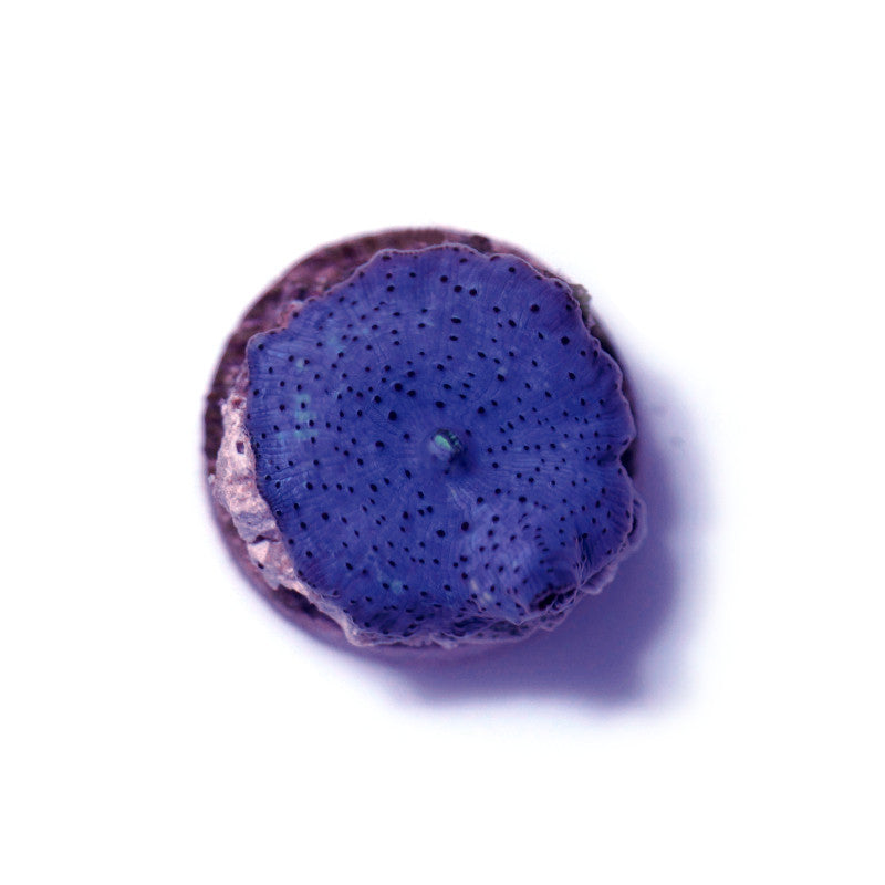 Close-up of a purple Discosoma mushroom coral ideal for low to moderate light in marine aquariums