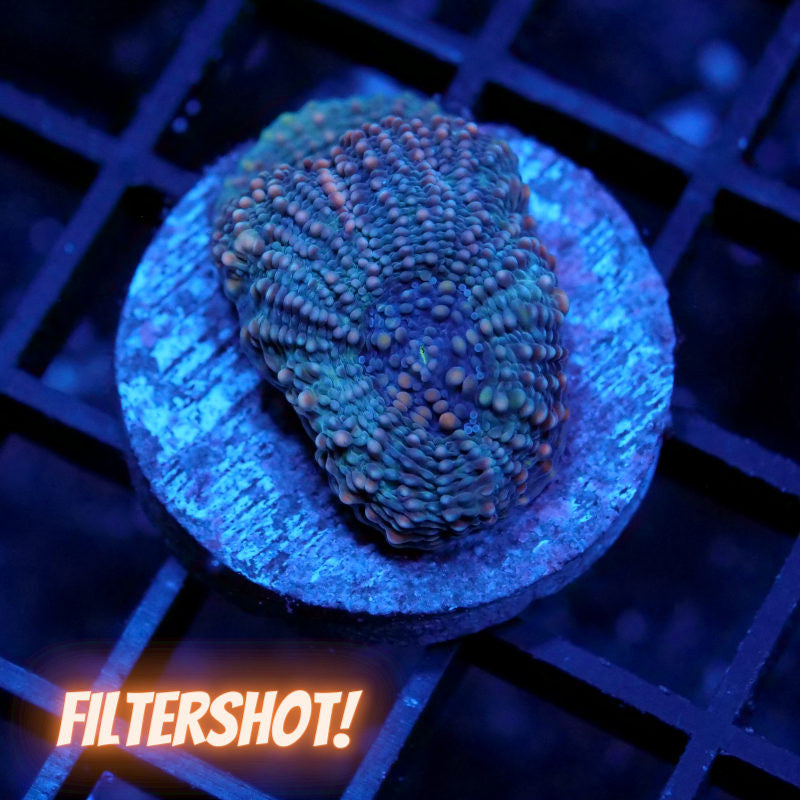Acanthastrea echinata 'Blue'