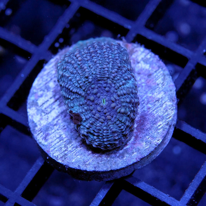 Acanthastrea echinata 'Blue'