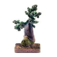 Capnella sp. green soft coral frag with branching structure mounted on a small square base for reef aquariums