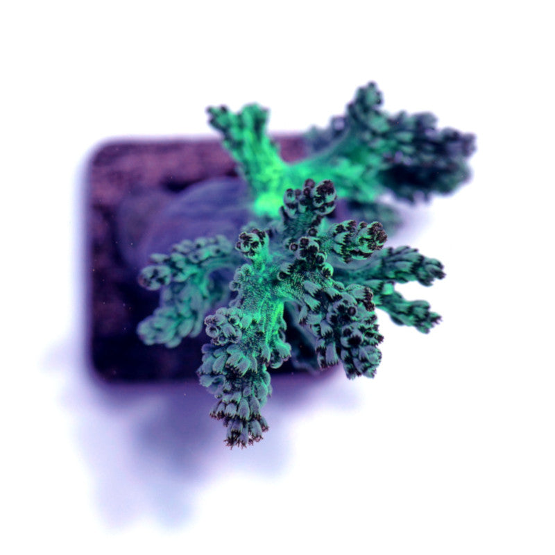 Close-up of a green Capnella soft coral fragment on a square base for marine aquariums.