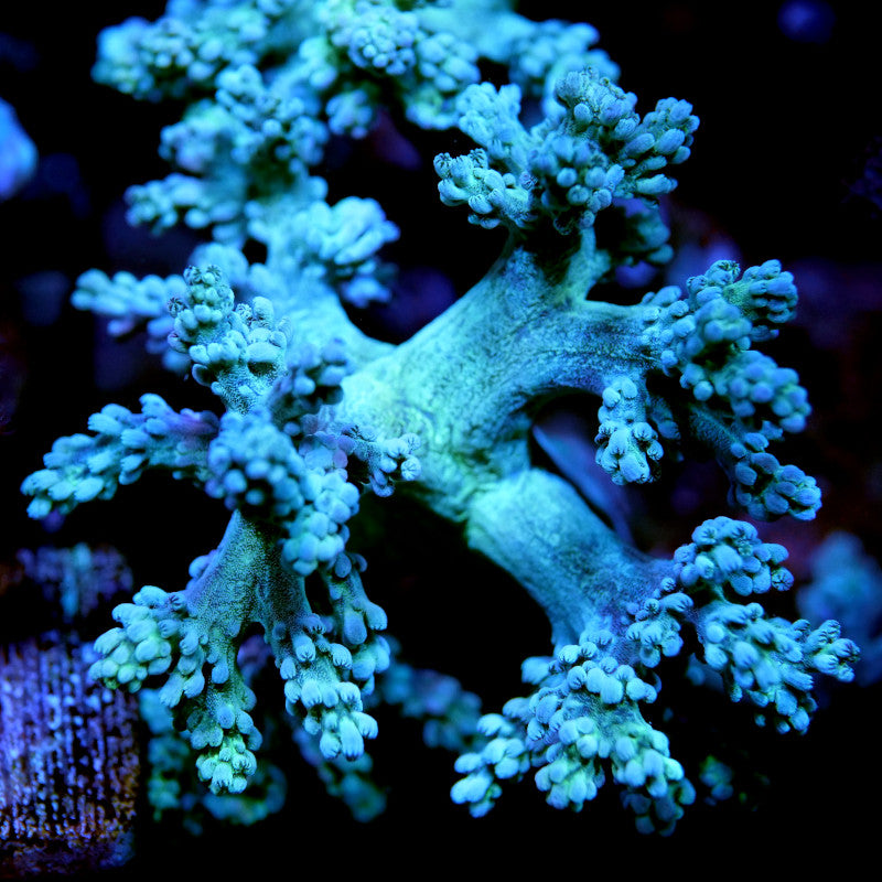 Close-up of Capnella sp. 'Green' soft coral with detailed branching under blue aquarium lighting